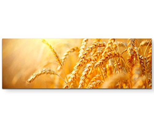 Weizenähren, Nahaufnahme - Panoramabild auf Leinwand in 150x50cm