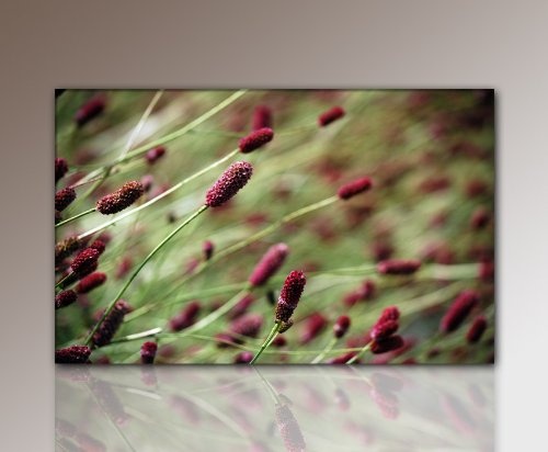 WANDBILD Natur Blumen Feld (color-of-nature-80x50cm) Bilder fertig gerahmt mit Keilrahmen riesig. Ausführung Kunstdruck auf Leinwand. Günstig inkl Rahmen