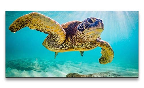 Paul Sinus Art Schildkröte im Wasser 120x 60cm Panorama Leinwand Bild XXL Format Wandbilder Wohnzimmer Wohnung Deko Kunstdrucke