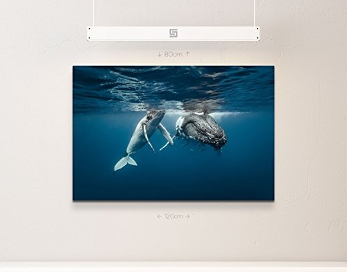 Paul Sinus Art Leinwandbilder | Bilder Leinwand 120x80cm Buckelwale im kristallklarem Wasser
