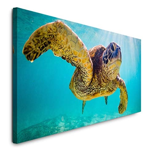 Paul Sinus Art GmbH Schildkröte im Wasser 120x 50cm...