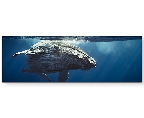 Paul Sinus Art Leinwandbilder | Bilder Leinwand 120x40cm Wal Unter Wasser