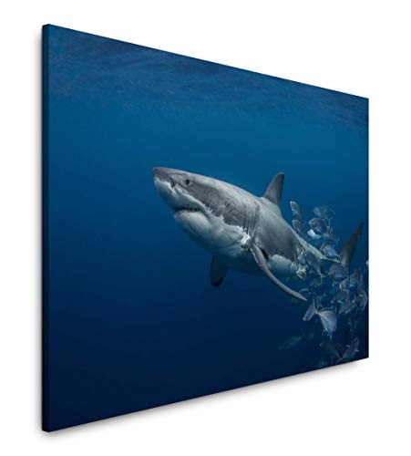Paul Sinus Art Hai unter Wasser 100 x 70 cm Inspirierende Fotokunst in Museums-Qualität für Ihr Zuhause als Wandbild auf Leinwand in