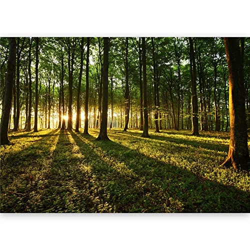 murando - Vlies Fototapete 500x280 cm - Größe Format XXL- Vlies Tapete - Moderne Wanddeko - Design Tapete - Wald Natur Landschaft Bäume c-B-0127-x-b