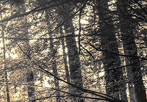murando - Acrylglasbild Landschaft 135x45 cm - 1 Teile - Bilder Wandbild - modern - Decoration Wald Baum Natur c-B-0077-k-c