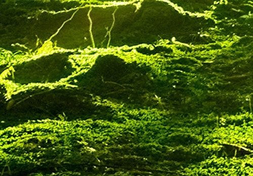 murando Akustikbild Landschaft Wald 200x100 cm Bilder Hochleistungsschallabsorber Schallschutz Leinwand Akustikdämmung 5 TLG Wandbild Raumakustik Schalldämmung 030213-32