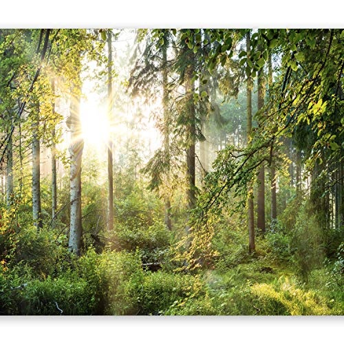 murando - Fototapete Wald 350x256 cm - Vlies Tapete - Moderne Wanddeko - Design Tapete - Wandtapete - Wand Dekoration - Wald Landschaft Natur Sonne Grün Bäume Sonnenuntergang c-C-0032-a-b