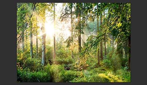 murando - Fototapete Wald 350x256 cm - Vlies Tapete - Moderne Wanddeko - Design Tapete - Wandtapete - Wand Dekoration - Wald Landschaft Natur Sonne Grün Bäume Sonnenuntergang c-C-0032-a-b