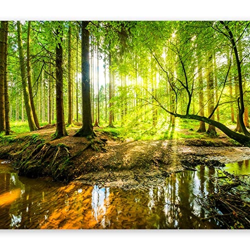 murando - Fototapete Wald 350x256 cm - Vlies Tapete - Moderne Wanddeko - Design Tapete - Wandtapete - Wand Dekoration - Natur Baum grün Landschaft Sonne c-B-0241-a-a