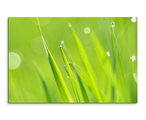 Paul Sinus Art Kunstfoto auf Leinwand 60x40cm Naturfotografie - Frisches Gras im Morgentau auf Leinwand Exklusives Wandbild Moderne Fotografie für Ihre Wand in Vielen Größen