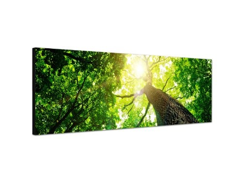 Augenblicke Wandbilder Keilrahmenbild Wandbild 150x50cm Baum Stamm Krone Sonnenstrahlen
