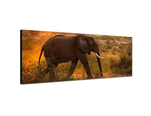 Augenblicke Wandbilder Keilrahmenbild Wandbild 150x50cm Wiese Bäume Elefant Morgensonne