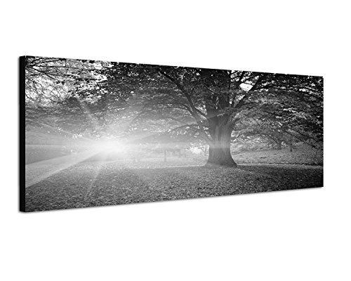 Augenblicke Wandbilder Keilrahmenbild Panoramabild SCHWARZ/Weiss 150x50cm Bäume Park Herbst Blätter Sonnenstrahlen