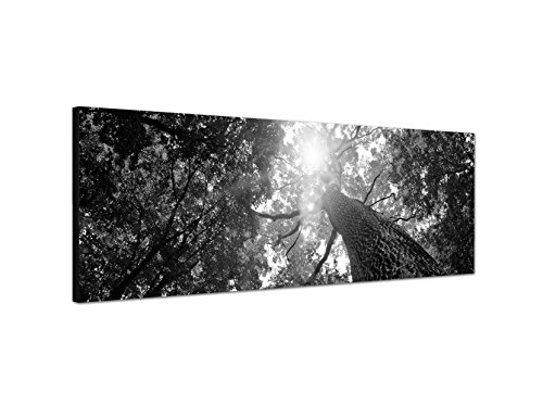 Augenblicke Wandbilder Keilrahmenbild Panoramabild SCHWARZ/Weiss 150x50cm Baum Stamm Krone Sonnenstrahlen