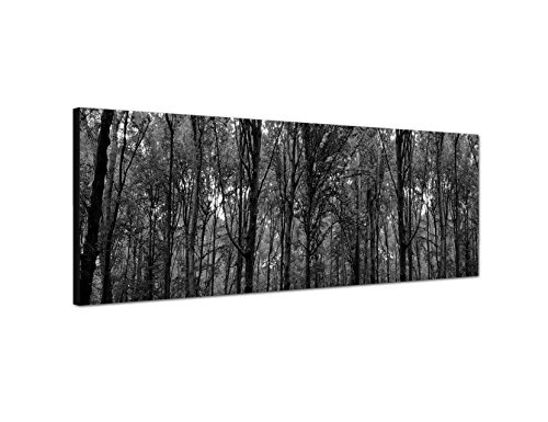 Augenblicke Wandbilder Keilrahmenbild Panoramabild SCHWARZ/Weiss 150x50cm Wald Bäume Frühling Sonnenlicht