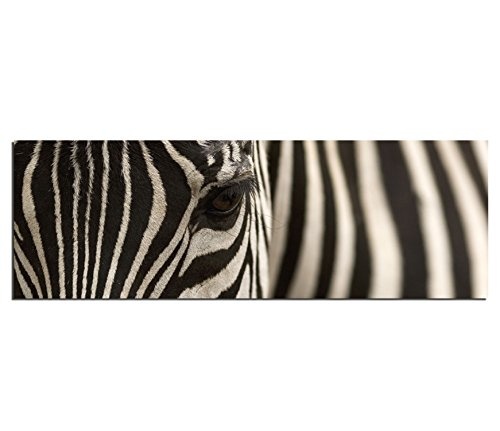 Leinwandbild Bild Zebra Augenblick Afrika Safari Reise...