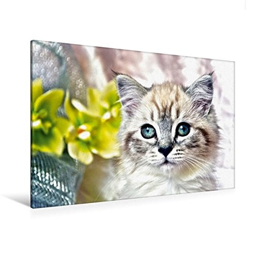 Calvendo Premium Textil-Leinwand 120 cm x 80 cm Quer, Ein Motiv aus Dem Kalender Cats IN HDR | Wandbild, Bild auf Keilrahmen, Fertigbild auf Echter Leinwand, Leinwanddruck: Blaue Augen Tiere Tiere