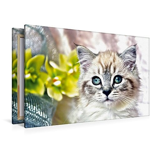 Calvendo Premium Textil-Leinwand 120 cm x 80 cm Quer, Ein Motiv aus Dem Kalender Cats IN HDR | Wandbild, Bild auf Keilrahmen, Fertigbild auf Echter Leinwand, Leinwanddruck: Blaue Augen Tiere Tiere