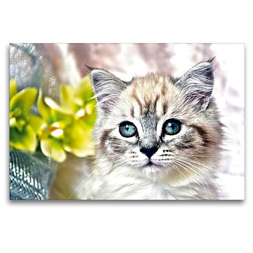 Calvendo Premium Textil-Leinwand 120 cm x 80 cm Quer, Ein Motiv aus Dem Kalender Cats IN HDR | Wandbild, Bild auf Keilrahmen, Fertigbild auf Echter Leinwand, Leinwanddruck: Blaue Augen Tiere Tiere