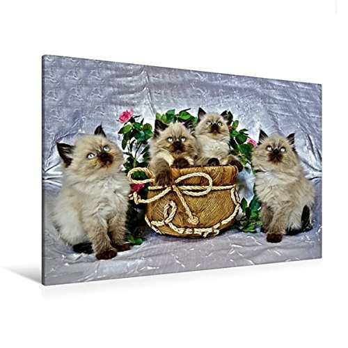 Calvendo Premium Textil-Leinwand 120 cm x 80 cm Quer, Ein Motiv aus Dem Kalender Cats IN HDR | Wandbild, Bild auf Keilrahmen, Fertigbild auf Echter Leinwand, Leinwanddruck: Quartett Tiere Tiere