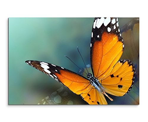 Sinus Art Wandbild 120x80cm Tierfotografie - Kleiner Monarch Schmetterling