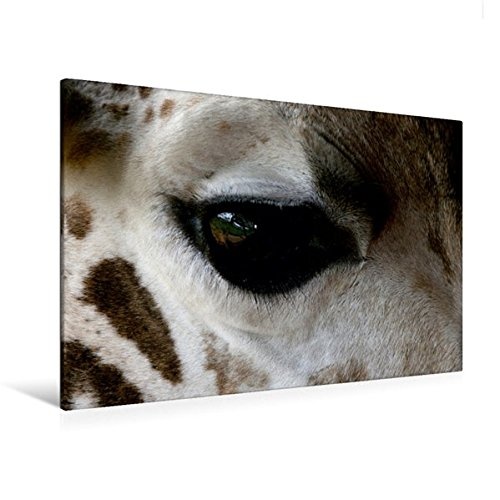 Calvendo Premium Textil-Leinwand 120 cm x 80 cm quer, Giraffen - Augen-Blick | Wandbild, Bild auf Keilrahmen, Fertigbild auf echter Leinwand, Leinwanddruck: Detailtreue dargestellt Tiere Tiere