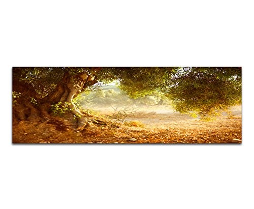 Augenblicke Wandbilder Keilrahmenbild Wandbild 150x50cm Olivenbaum Wald Sonnenlicht