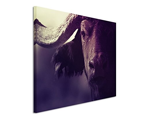 Augenblicke Wandbilder 120x80cm XXL riesige Bilder fertig gerahmt mit Echtholzrahmen in Mauve Portrait Eines Büffels