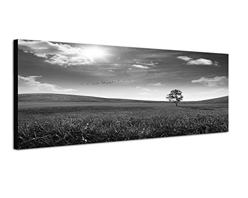 Augenblicke Wandbilder Keilrahmenbild Panoramabild SCHWARZ/Weiss 150x50cm Wiese Hügel Baum Sonne Vögel abstrakt