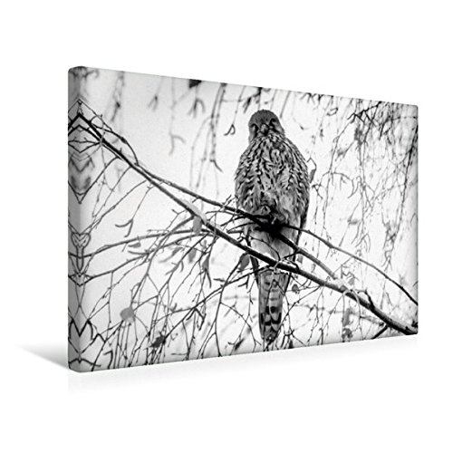 Calvendo Premium Textil-Leinwand 45 x 30 cm Quer-Format Der Turmfalke vom Tempelhofer Feld | Wandbild, HD-Bild auf Keilrahmen, Fertigbild auf hochwertigem Drews: Tierische Augenblicke Tiere Tiere