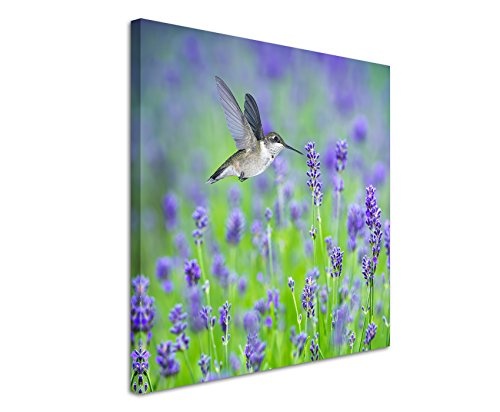 Unique Leinwandbilder quadratisch 60x60cm Tierbilder - Kolibri im Lavendelfeld