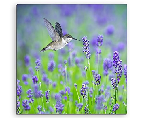 Unique Leinwandbilder quadratisch 60x60cm Tierbilder - Kolibri im Lavendelfeld