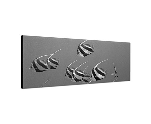 Augenblicke Wandbilder Keilrahmenbild Panoramabild SCHWARZ/Weiss 150x50cm es Meer Unterwasser Fische exotisch