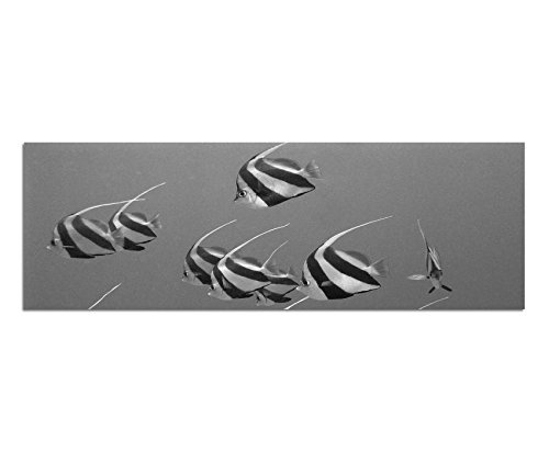 Augenblicke Wandbilder Keilrahmenbild Panoramabild SCHWARZ/Weiss 150x50cm es Meer Unterwasser Fische exotisch