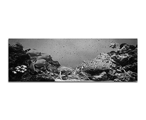 Augenblicke Wandbilder Keilrahmenbild Panoramabild SCHWARZ/Weiss 150x50cm Korallenriff Unterwasser Fische Seesterne