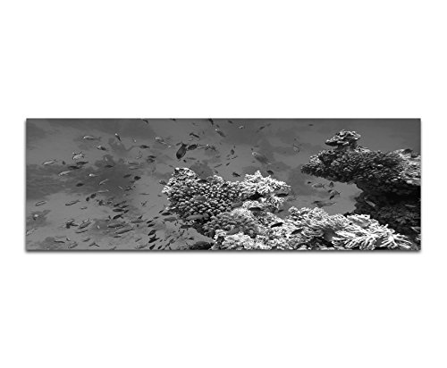 Augenblicke Wandbilder Keilrahmenbild Panoramabild SCHWARZ/Weiss 150x50cm Meer Riff Korallen Fische