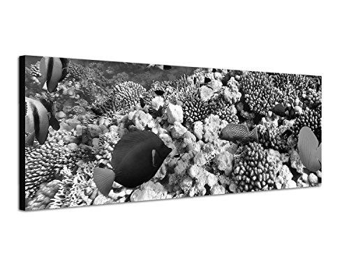 Augenblicke Wandbilder Keilrahmenbild Panoramabild SCHWARZ/Weiss 150x50cm Unterwasser Riff Fische Korallen