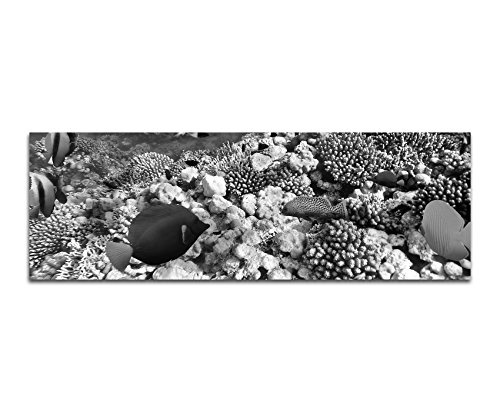 Augenblicke Wandbilder Keilrahmenbild Panoramabild SCHWARZ/Weiss 150x50cm Unterwasser Riff Fische Korallen