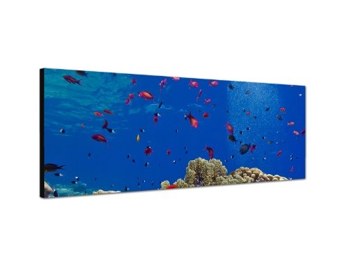 Augenblicke Wandbilder Keilrahmenbild Wandbild 150x50cm Meer Unterwasser Riff Korallen Fische