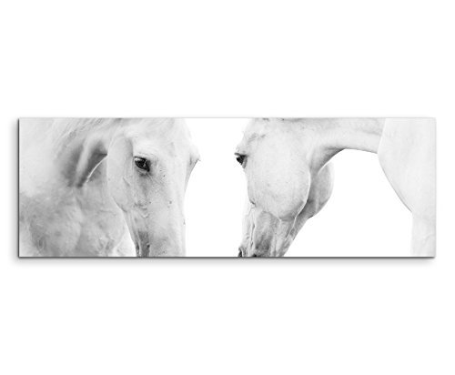 Wunderschönes Wandbild 150x50cm Tierbilder - Weiße Pferde auf weißem Grund