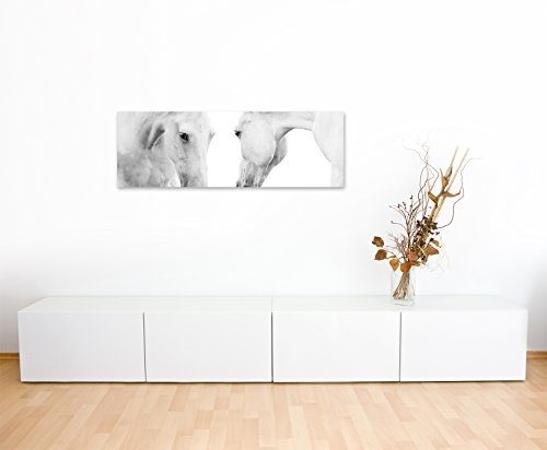 Wunderschönes Wandbild 150x50cm Tierbilder - Weiße Pferde auf weißem Grund