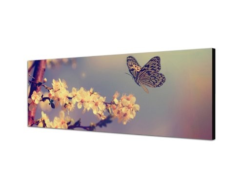 Augenblicke Wandbilder Keilrahmenbild Wandbild 150x50cm Kirschblüten Schmetterling Frühling Vintage