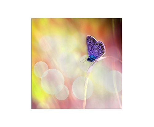 120x80cm - Fotodruck auf Leinwand und Rahmen Schmetterling Frühling Blüte warm makro - Leinwandbild auf Keilrahmen modern stilvoll - Bilder und Dekoration