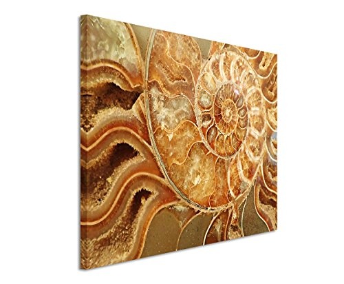 Sinus Art Wandbild 120x80cm Naturfotografie - Ammonit...