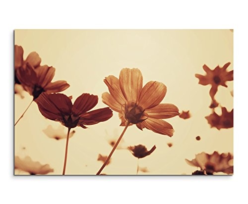 Paul Sinus Art Kunstfoto auf Leinwand 60x40cm Naturfotografie - Retro Blumen mit Sepia Himmel auf Leinwand Exklusives Wandbild Moderne Fotografie für Ihre Wand in Vielen Größen
