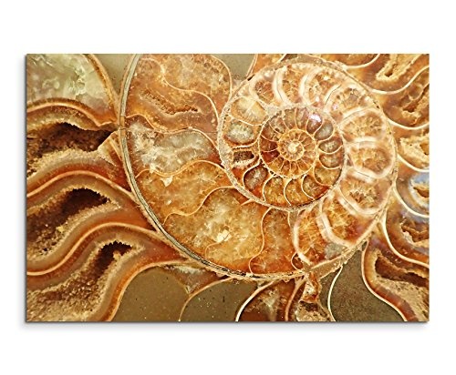 Fotoleinwand 120x80cm traumhaftes Natur Bild - Ammonit Fossil in Goldtönen