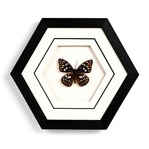 Fengfeng Taxidermie der Insektengeschenke Schmetterling dekorative Malerei, Schmetterlingsrahmen - gerahmte Schmetterlingsprothese Wand Sechseckrahmen (9 × 10 Zoll),d,10inch