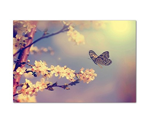 120x80cm - Fotodruck auf Leinwand und Rahmen Kirschblüten Schmetterling Frühling Natur - Leinwandbild auf Keilrahmen modern stilvoll - Bilder und Dekoration