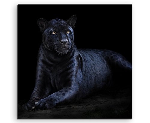 Leinwandbilder quadratisch 60x60cm Tierbilder - Seltener schwarzer Jaguar