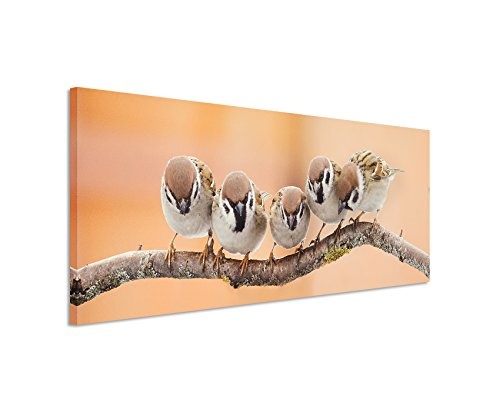 Bild 120x40cm Tierbilder - Spatzen auf einem Zweig